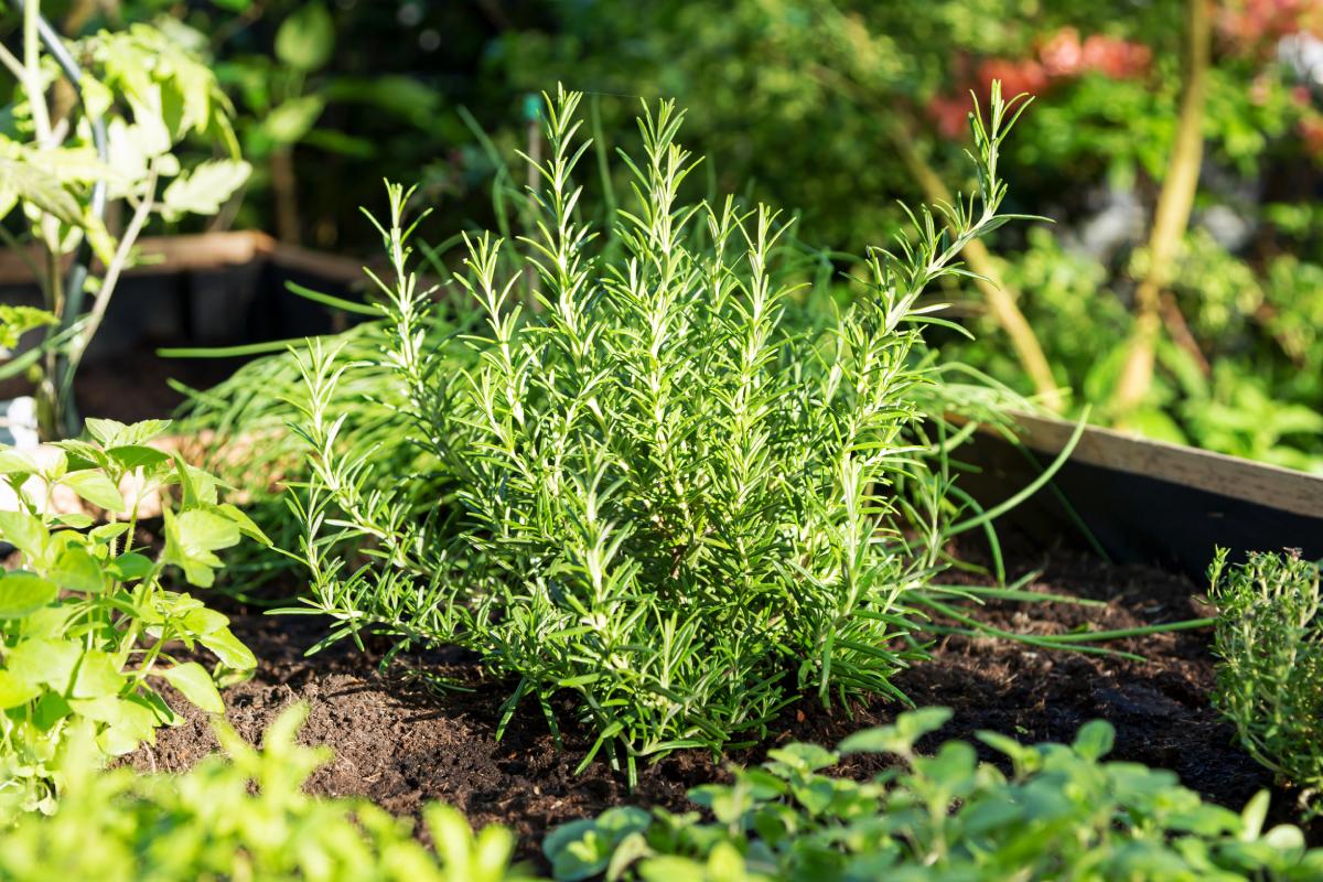 Aromatic plants on the balcony
