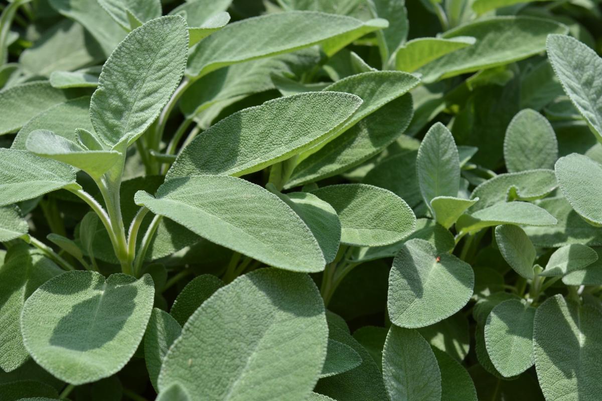 Spring cuttings: mint and sage