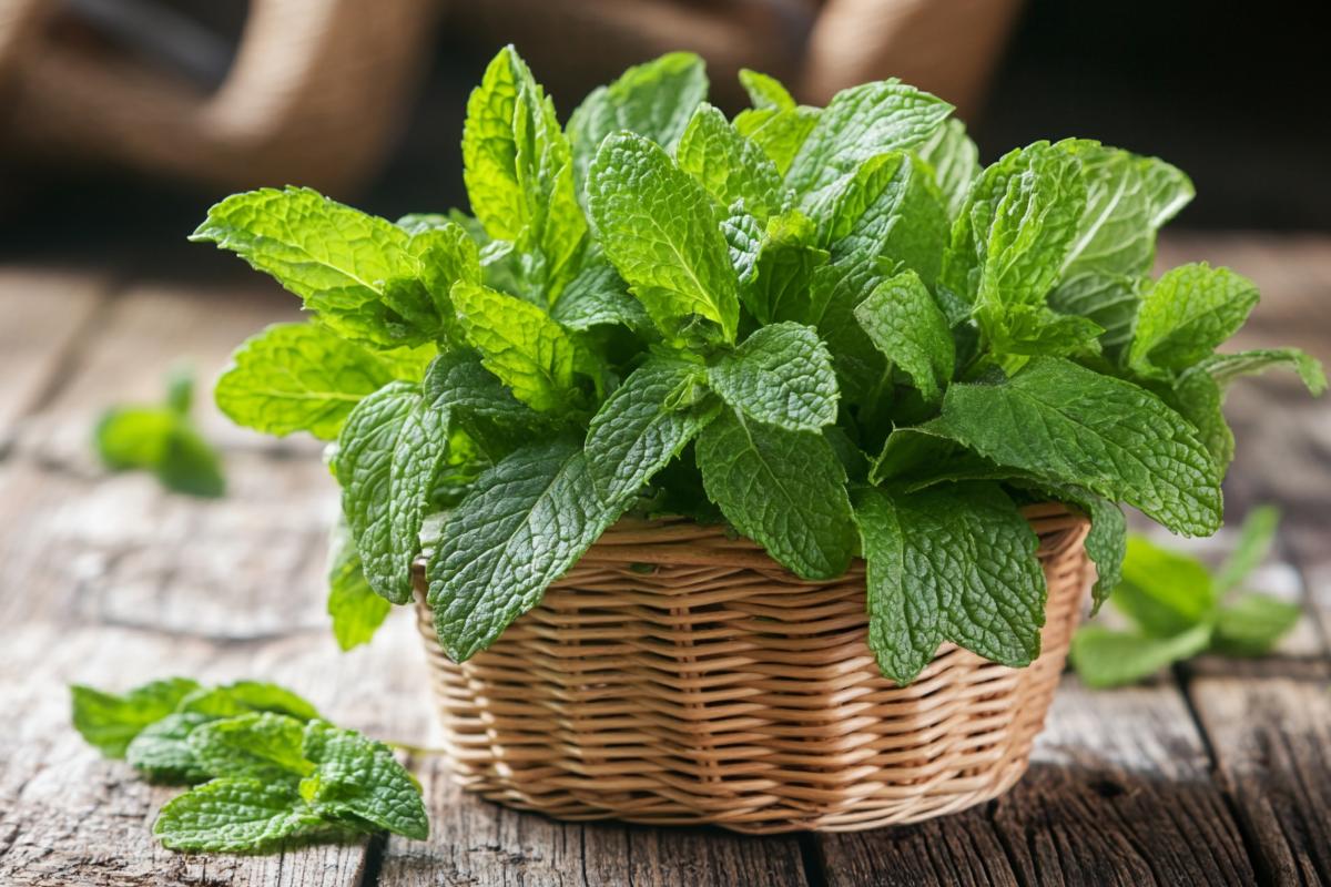 Sage and mint reproduced with cuttings