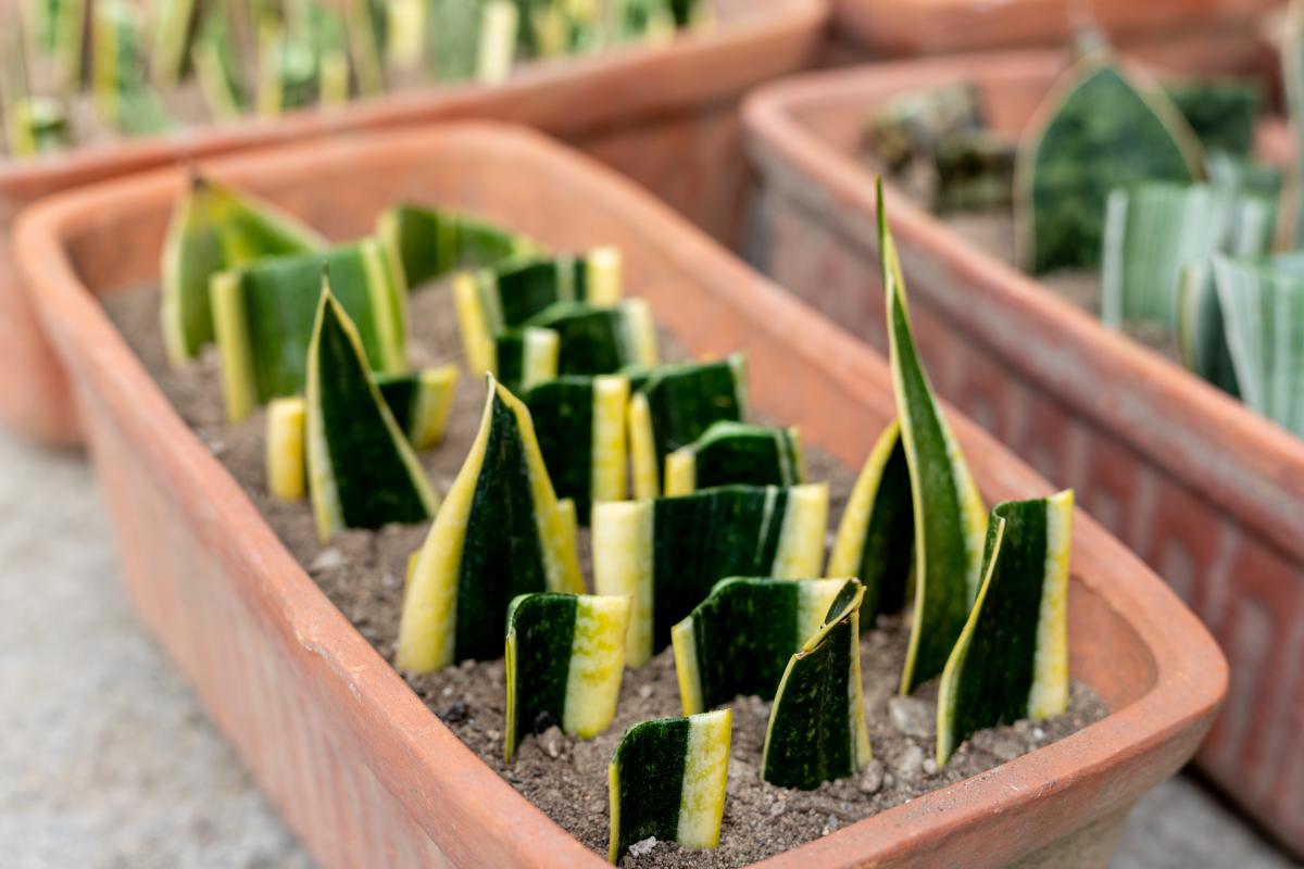 The 10 plants to be propagated for Talea