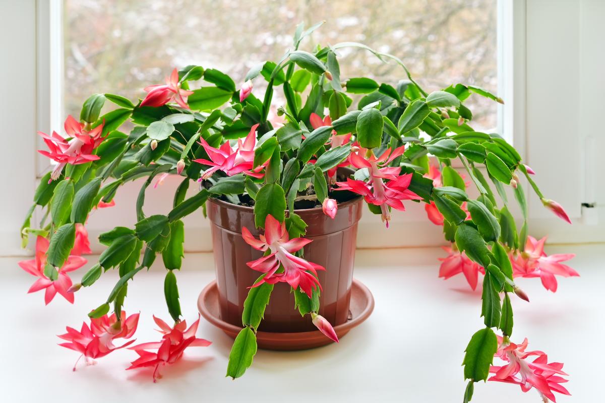 Fatty plants with wonderful blooms