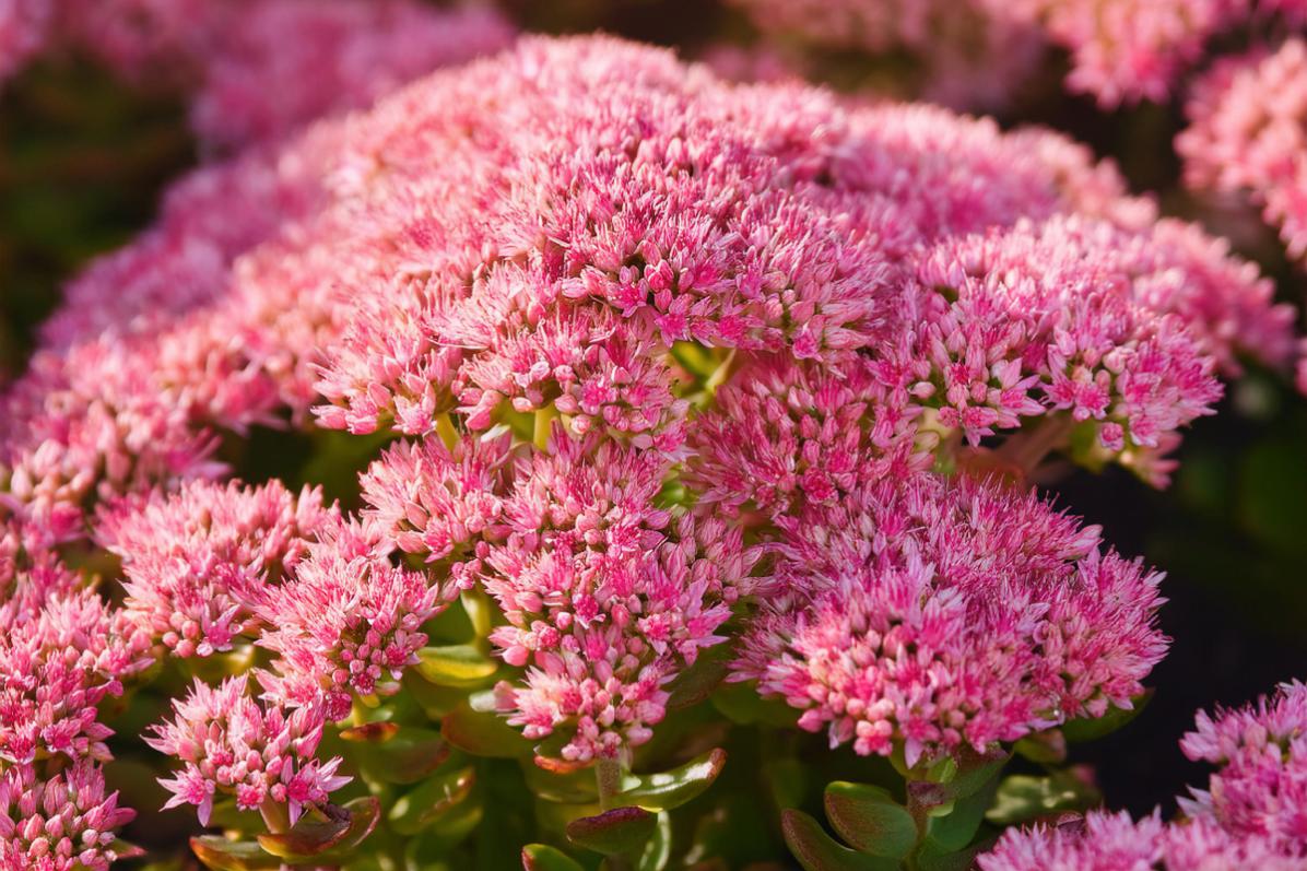 Fatty plants that resist in the heat