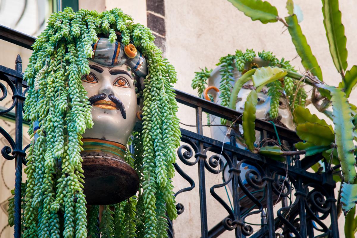 Sedum: scenographic and beautiful