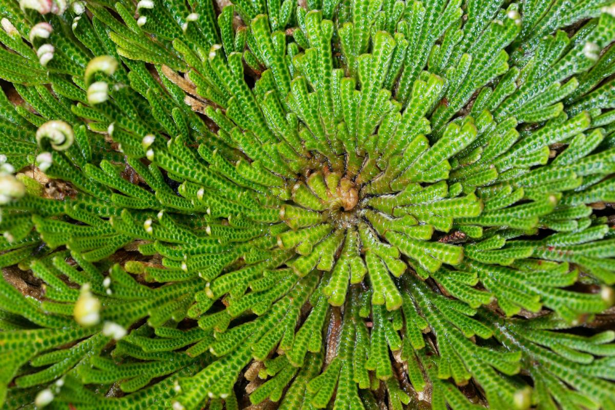 5 almost immortal plants: they live where the others die