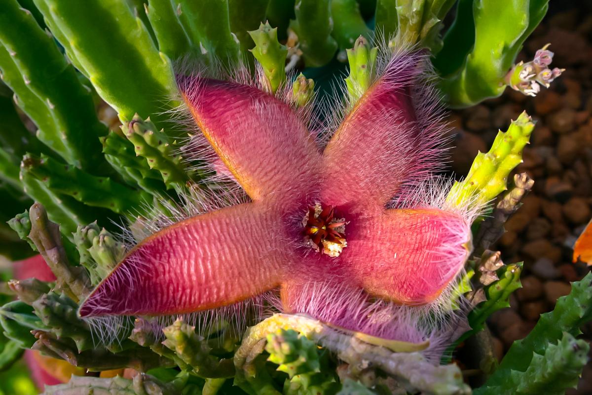 Fatty plants that have spectacular blooms