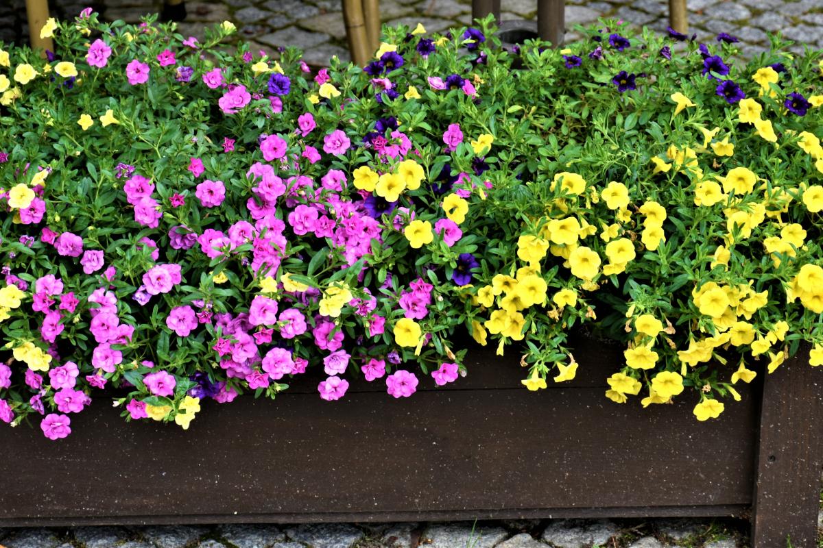 Spring repotting