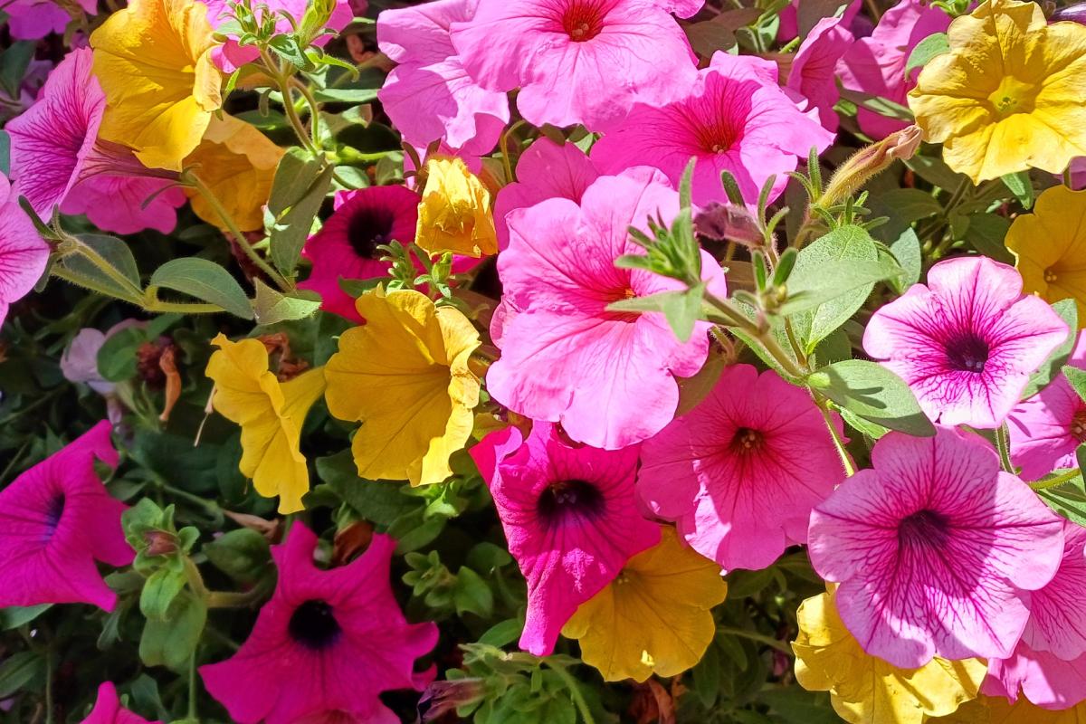 The 5 plants to be repotted now to have splendid blooms