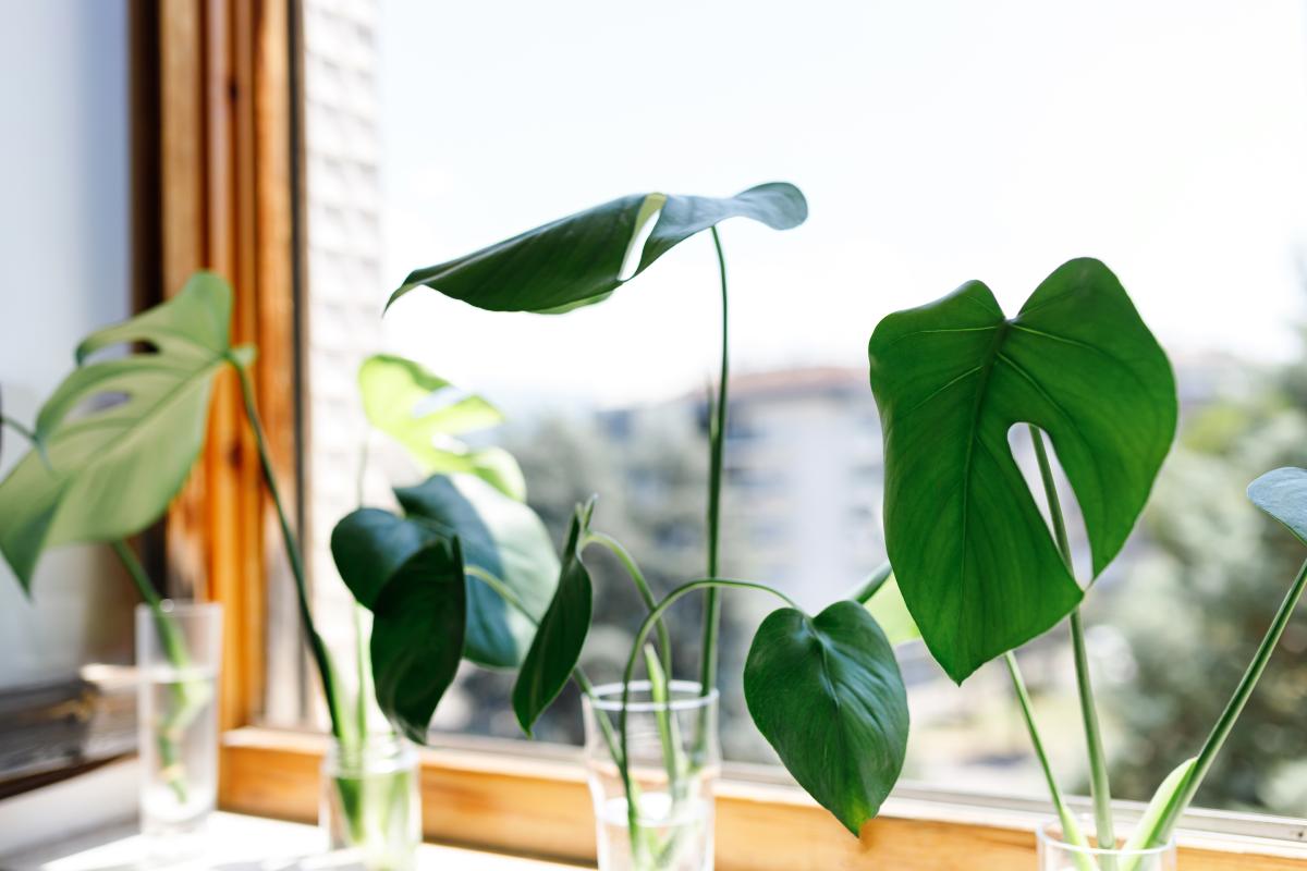 Tale of plants that are at home