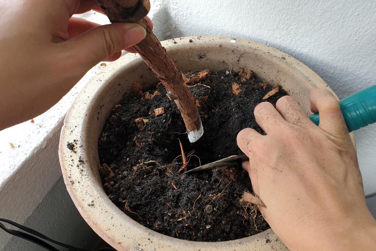 How to make Fico's cutting