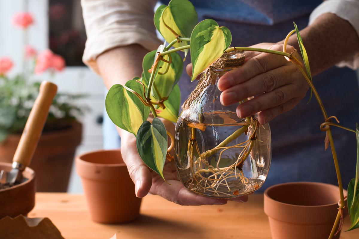 The trick to propagate with the cutting