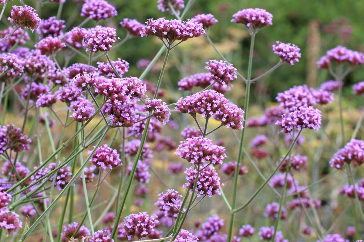 The sunglasted plants on their own
