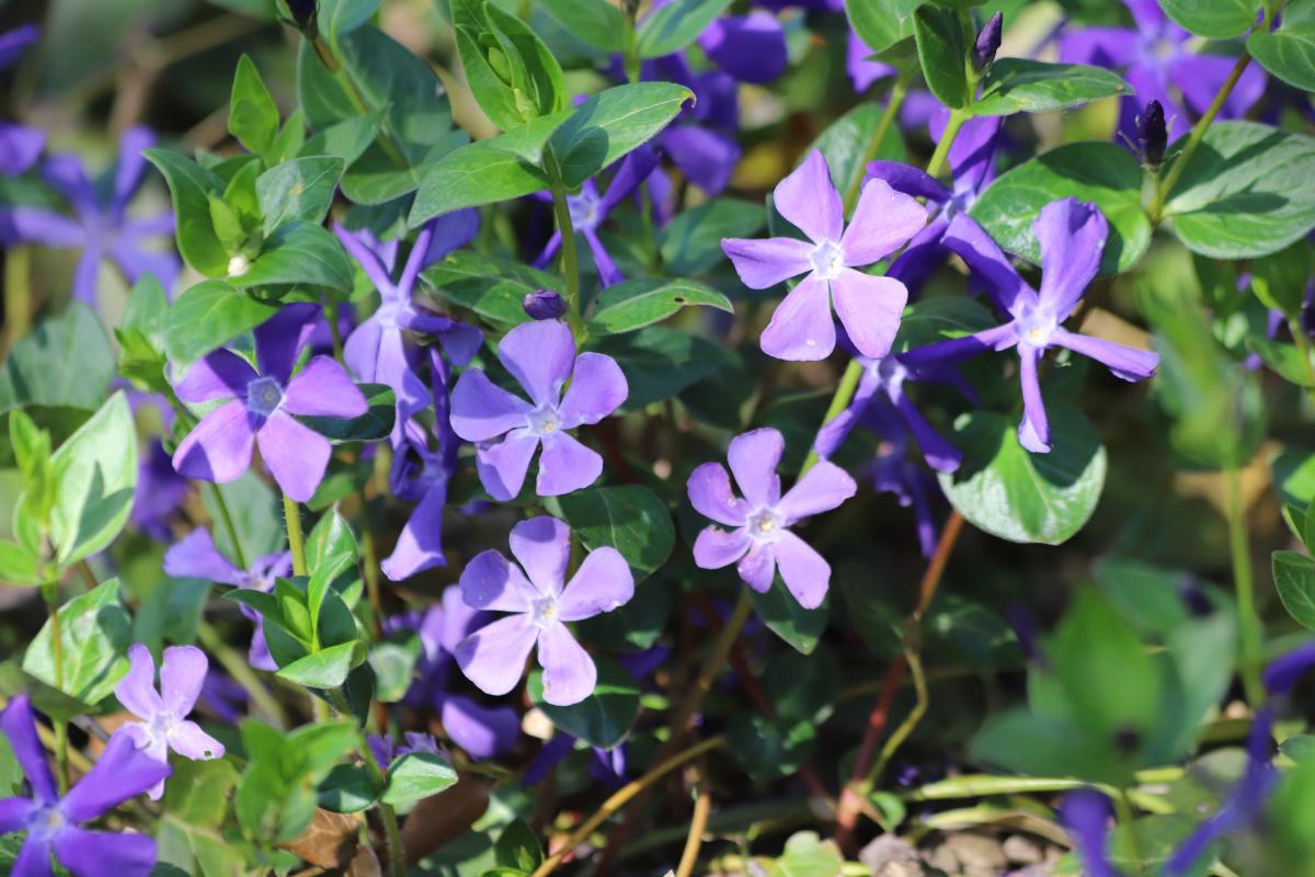 Labrating plants against weeds