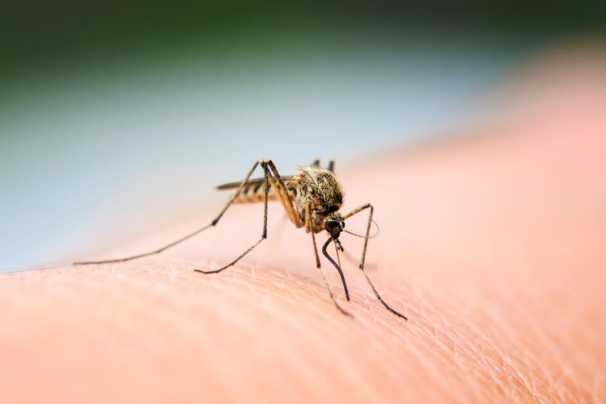 3 anti mosquito remedies