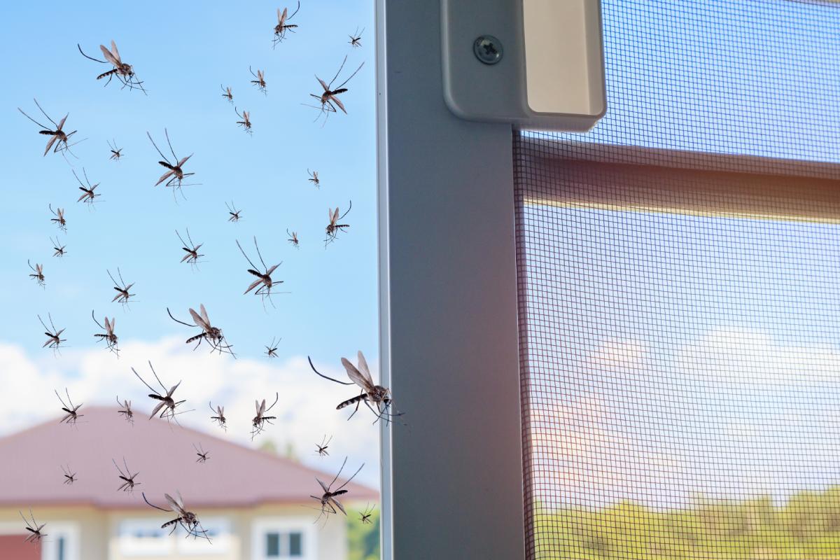 Protect the balcony from mosquitoes