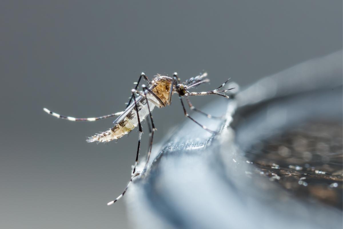 DIY Tricks against Mosquitoes