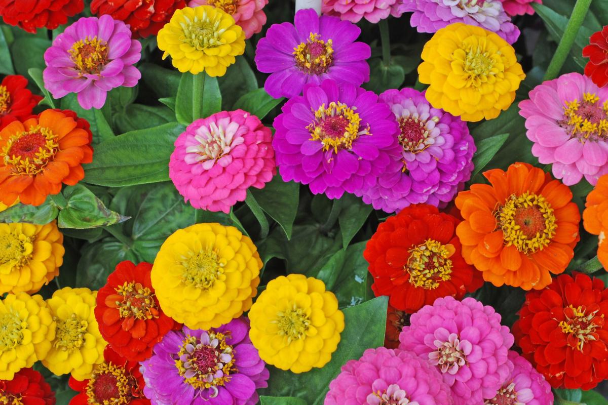 Repot 5 plants in spring: here's which