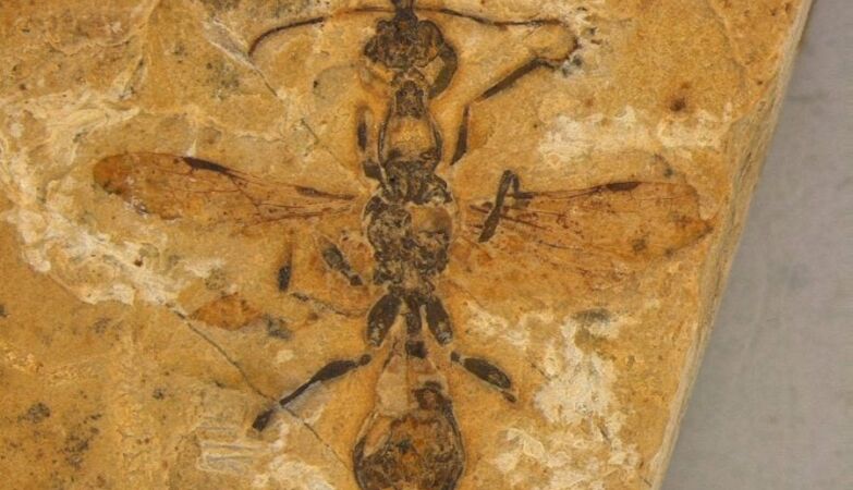 Discovery of killer-fluid ant with 113 million years