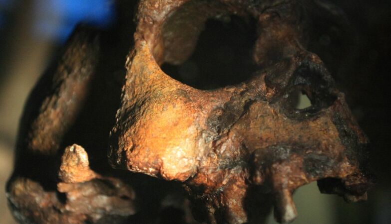 140,000 bones reveal secrets about extinct human species