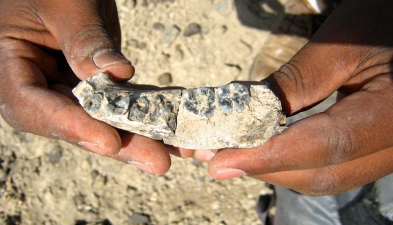 Some living beings leave fossils and some do not. It's all a matter of chemistry