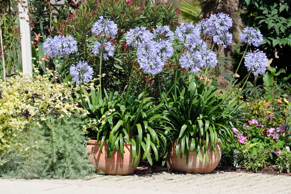How to cultivate Agapanto in pots