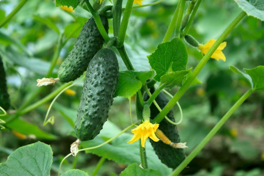 Cucumber planting outdoors