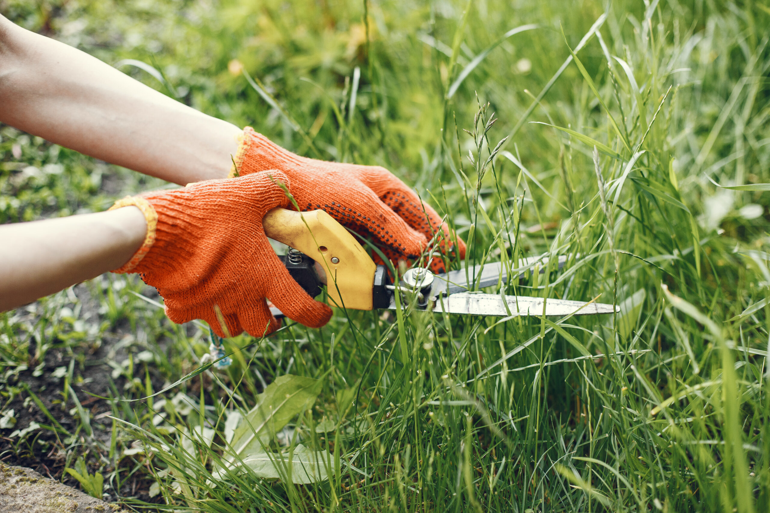 Get to know the natural trick to 'end' weeds that doesn't even cost a cent