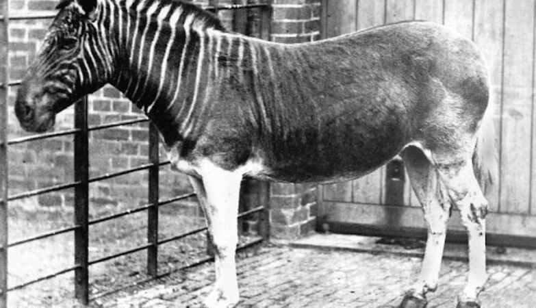 The tragic extinction of Quaga, the zebra that no one knows and that science wants to resurrect