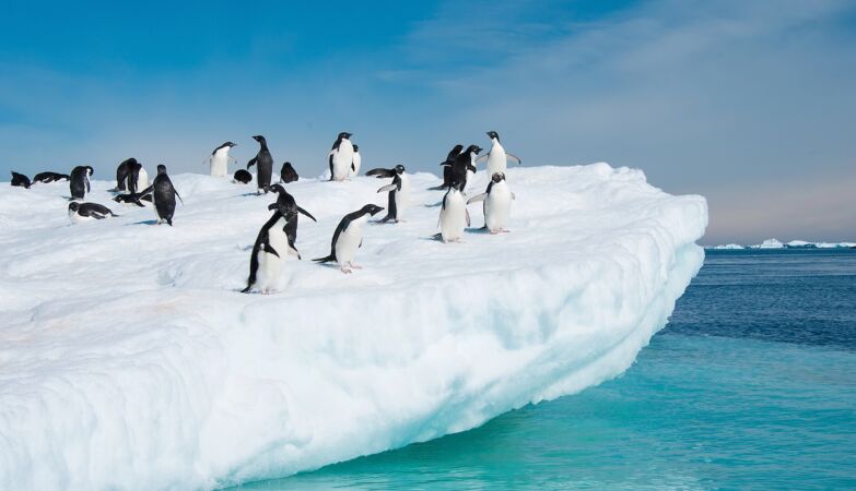 Penguin stools are saving Antarctica