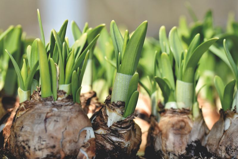 What to do with narcissues after flowering? photo: Pixabay
