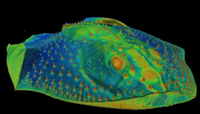 Our teeth originate from fish scales with 460 millions of years
