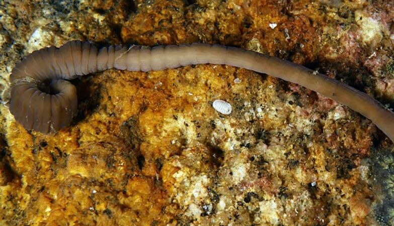 New species of “accordion worm” can shrink until it has a fifth of its total size