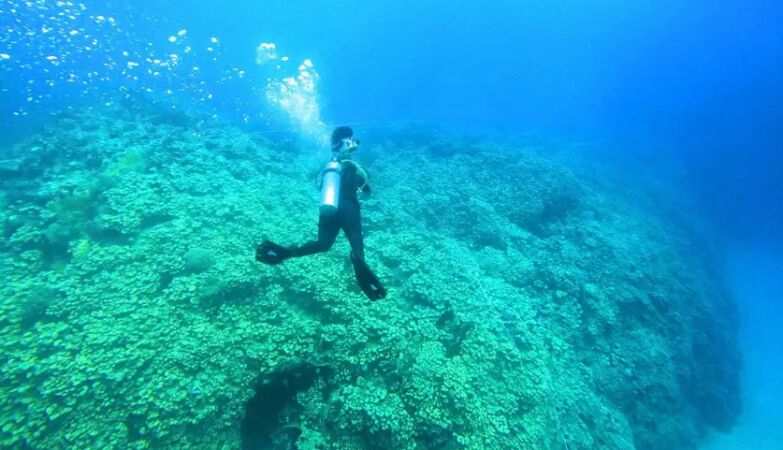 Giant coral colony discovered in a tourist spot of the Red Sea