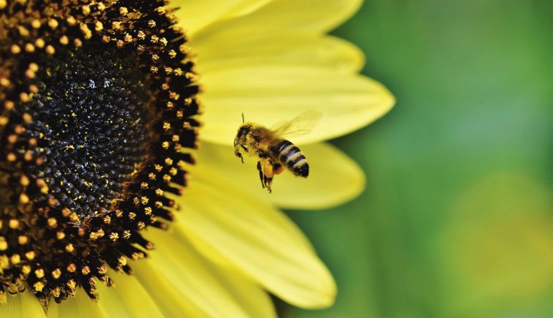 Plants produce more nectar when they “hear” the buzz of bees