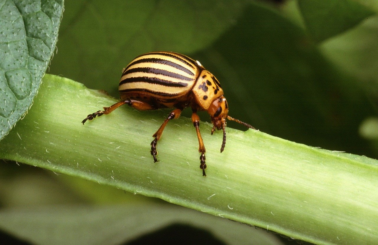 Colorado beetles
