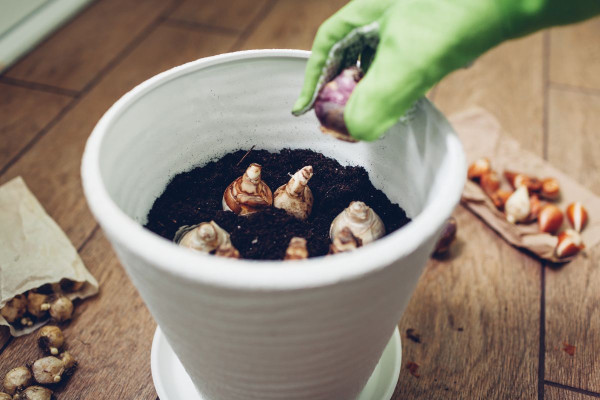 spring bulbs how to grow them in pots