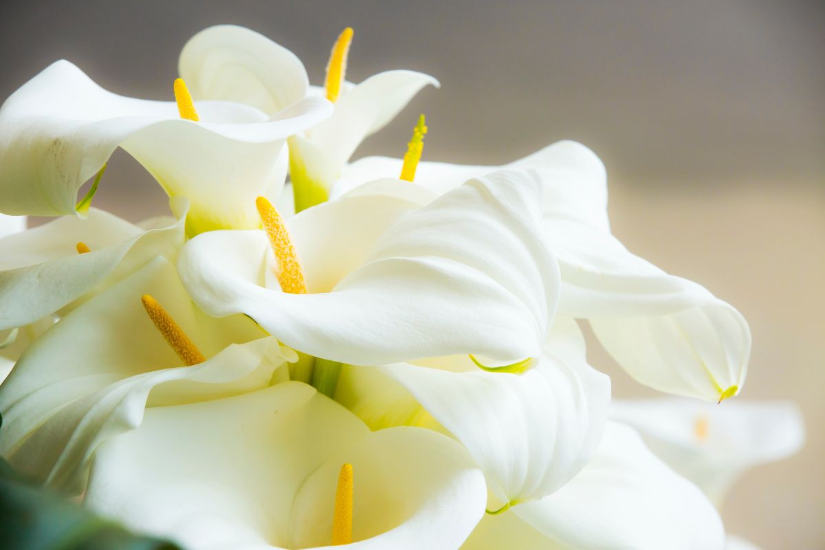 How to multiply the Bulbs of Calla