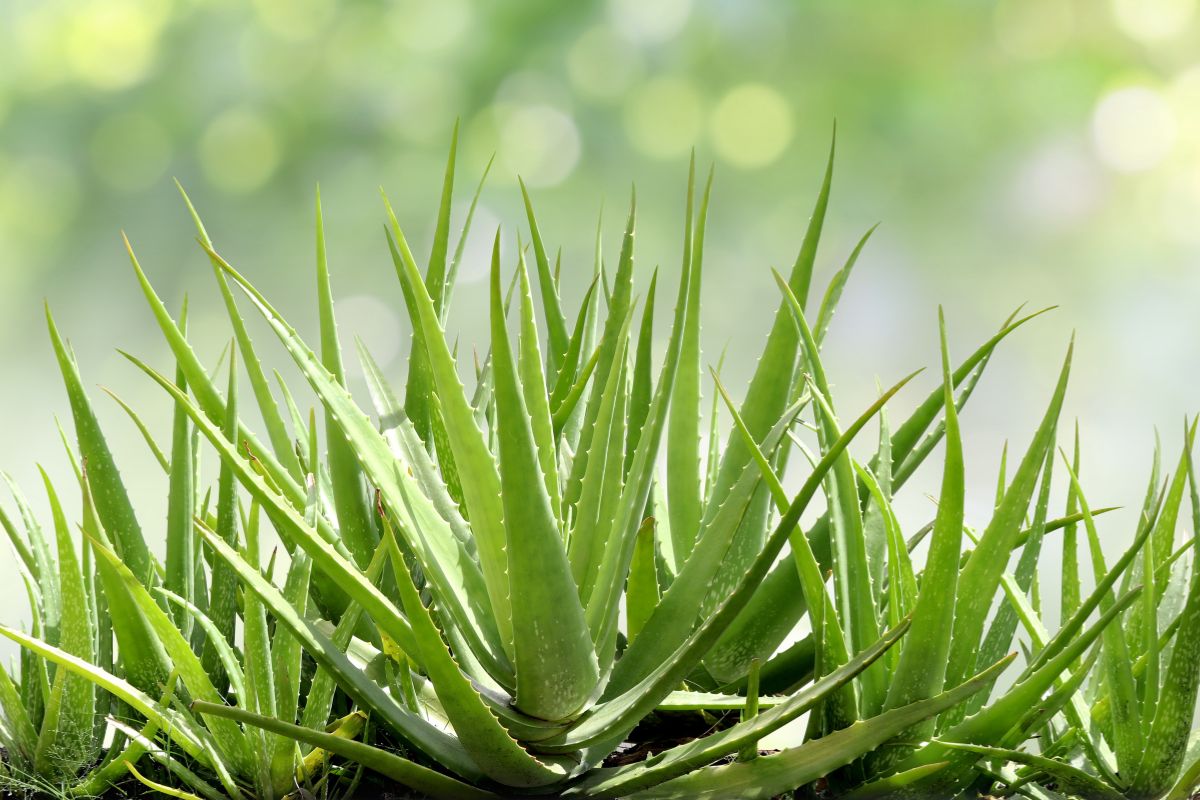 repotting the aloe vera