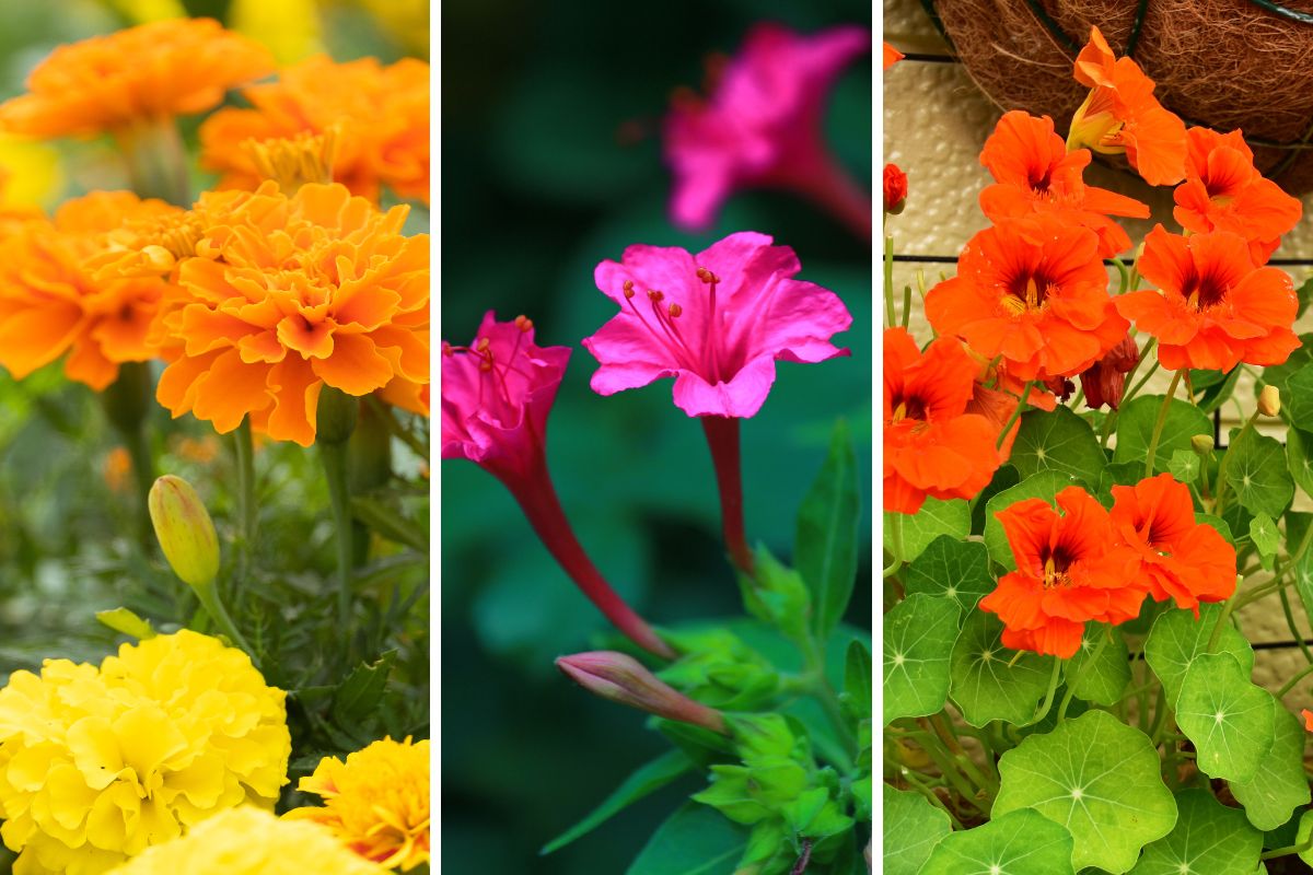garden full of flowers