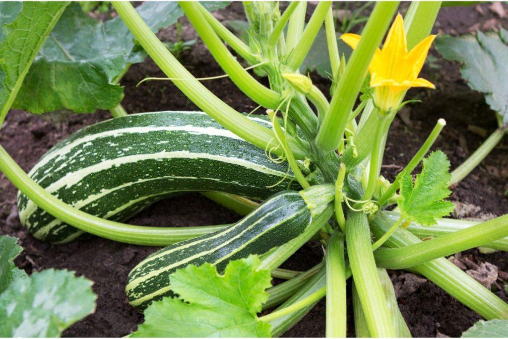 zucchini and their cultivation