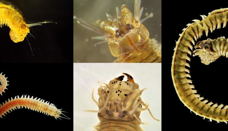Uminho discovers 13 species of “marine worms”. Have names inspired by video games