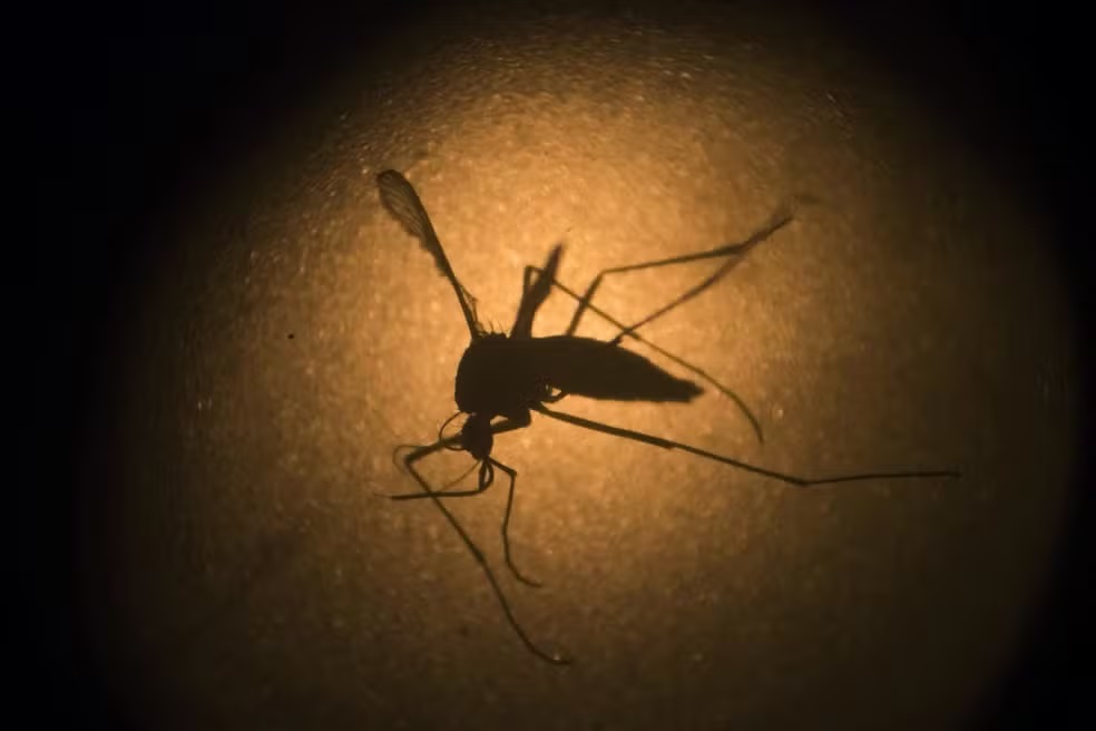 WARNING: More than half of Acre's municipalities have an average or high incidence of dengue
