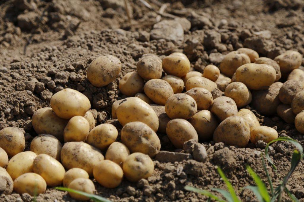 the soil for the abundant harvest