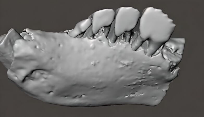 Discovery in Torres Vedras new species of mammal with “bizarre teeth of survival”