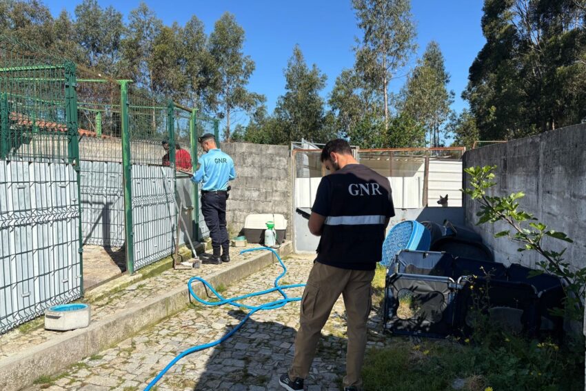 GNR investigates illegal dog export network and constitutes 12 defendants
