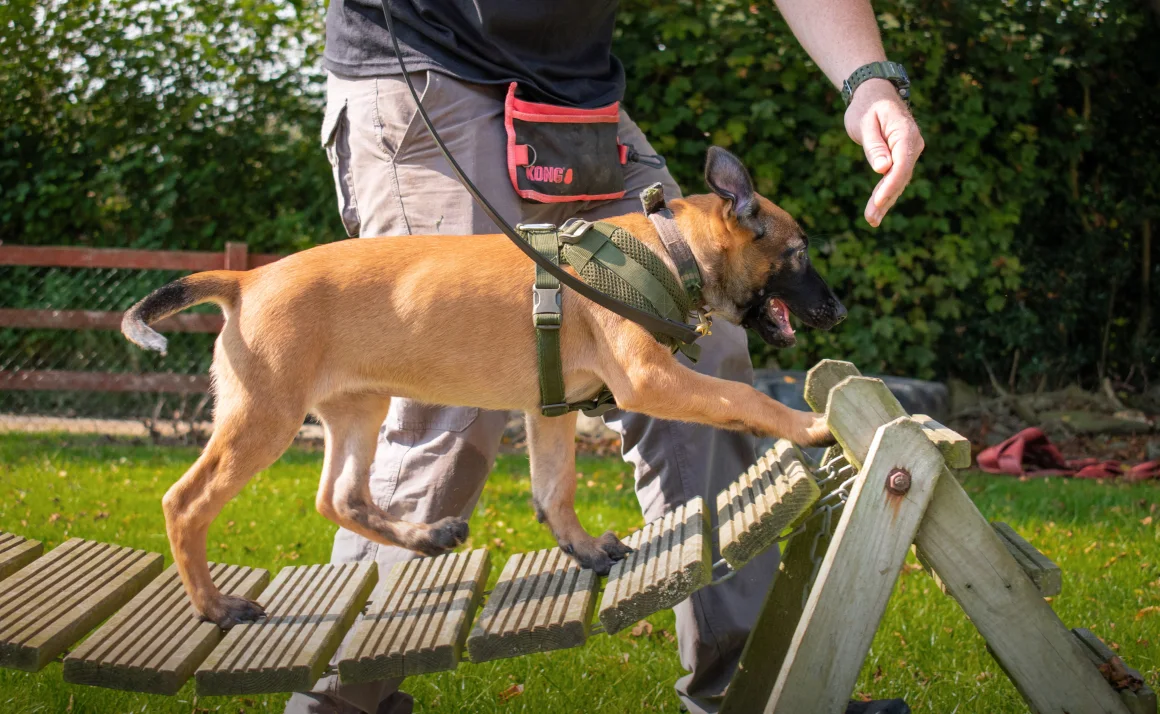 Get to know the dogs that are hanging the stealing hunters in Africa