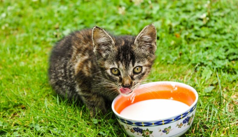 The dangers of giving cow's milk to your cat
