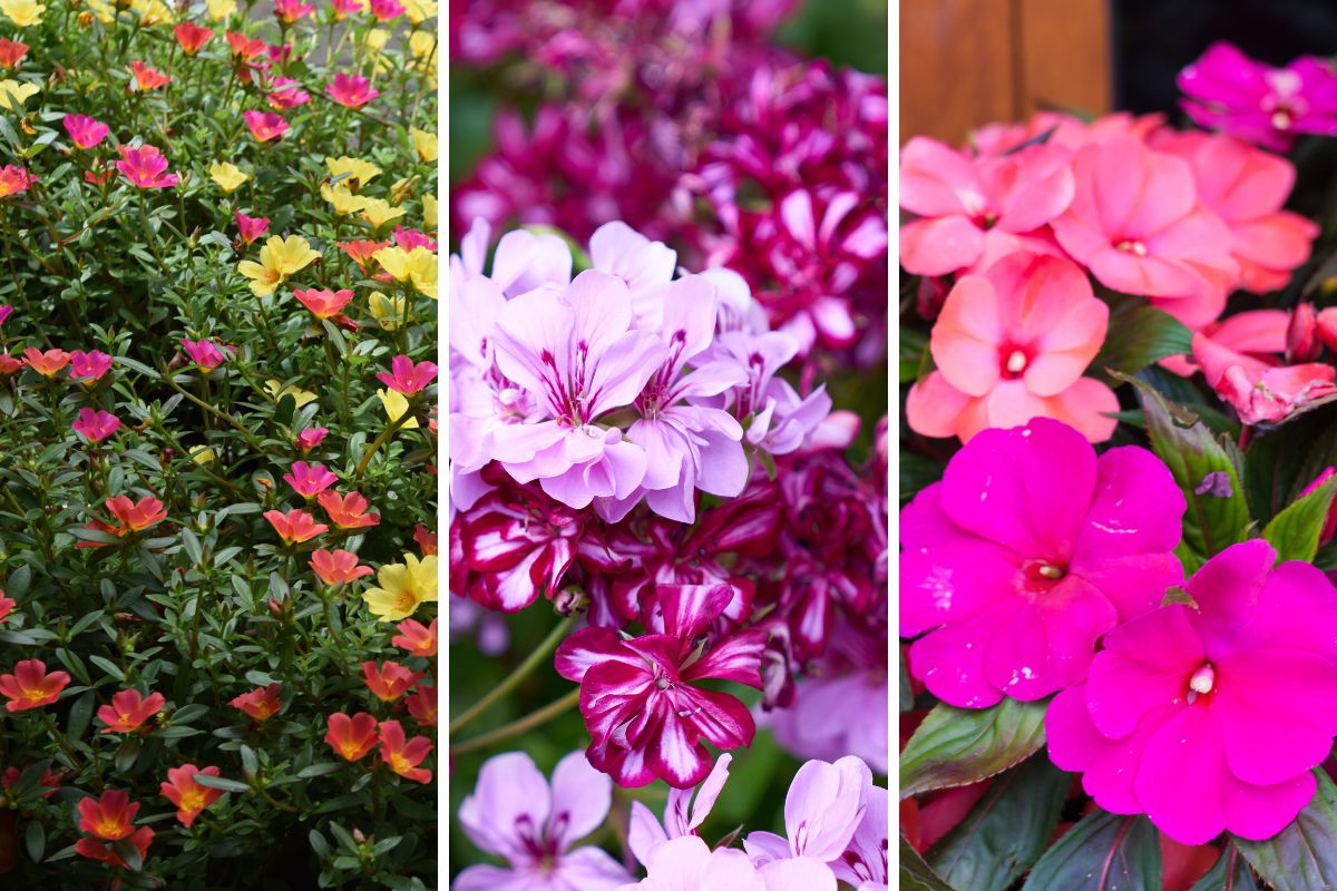 Flowering plants in May