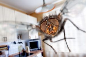 Goodbye Flies: This sheet that is in the kitchen is the solution to keep your home free of insects