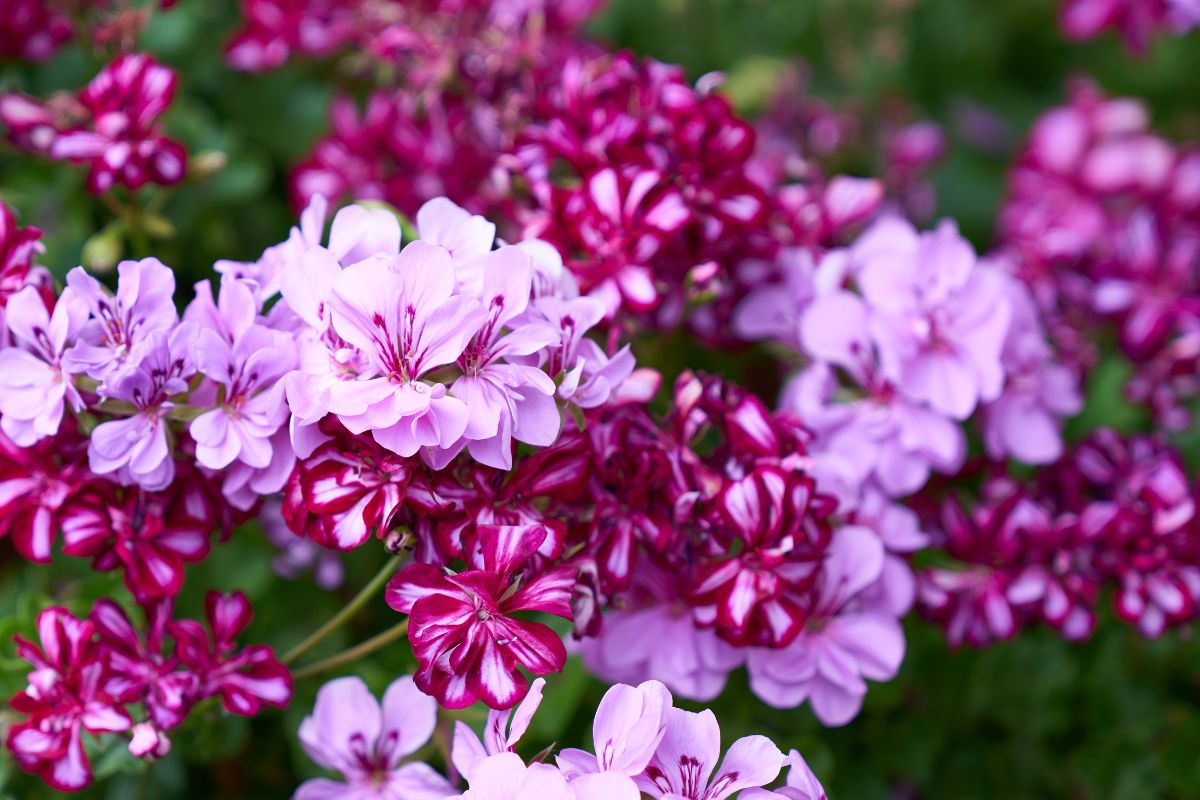 Spring flowering geraniums
