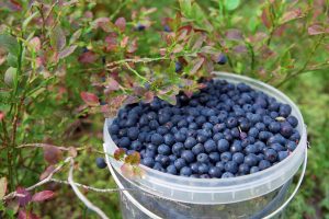 Dissolve 1 tablespoon in the water and water the American blueberry, and in the summer it will bear fruit like crazy. He will get a nourishing kick. Blueberry fertilizer